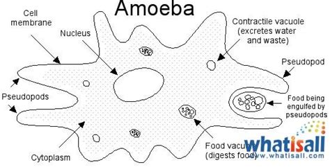 Amoeba Cell Diagram Labeled