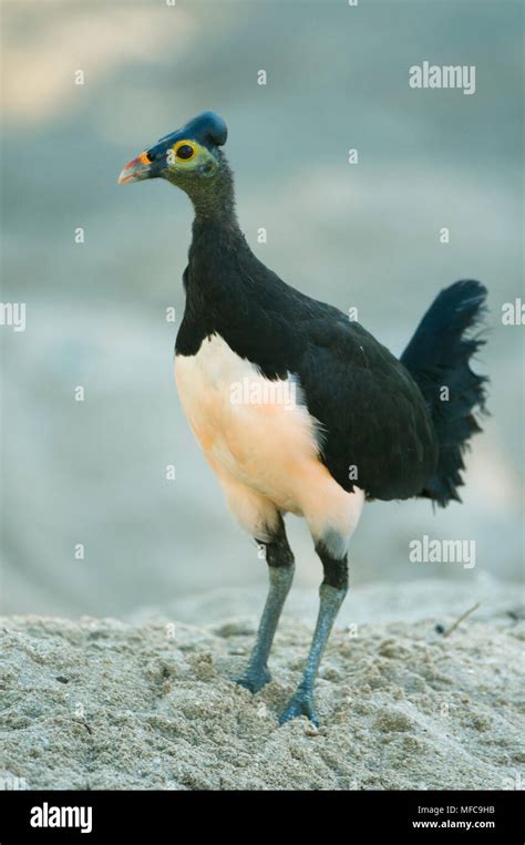 Maleo (Macrocephalon maleo) Megapode, bird endemic to Sulawesi ...