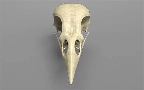 Raven Skull Front