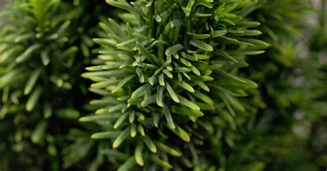 Taxus Baccata Fastigiata Robusta S Uleneibe Pflanzen F R Unsere G Rten