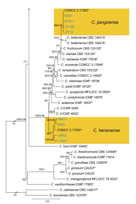 Figure A Phylogram Generated From Raxml Analysis Based On Combined