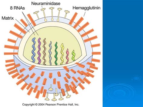 PPT Chapter 14 Evolution And Human Health PowerPoint Presentation