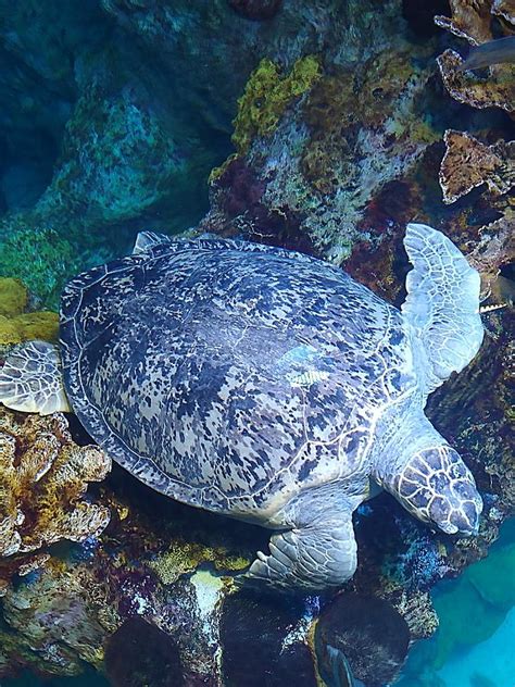 Hawksbill Sea Turtle Photograph by Tristan Prior - Pixels