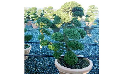 Ilex Crenata Kinme Japanese Style Garden Plants Online