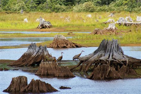 Seney National Wildlife Refuge Flickr