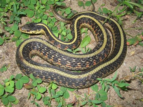 Common Gartersnake Thamnophis Sirtalis North Dakota Herp Atlas