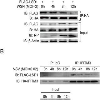 The Disassociation Of Lsd From Ifitm By Iav And Vsv Infections Can