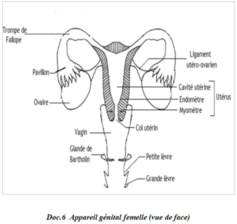 Troisi Me Partie Reproduction Organes Reproducteurs Free Nude Porn Photos