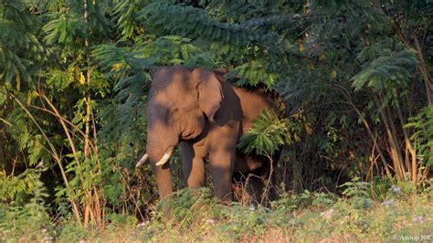 Impact Of Alien Plants On Western Ghats Causes Concern Frontline