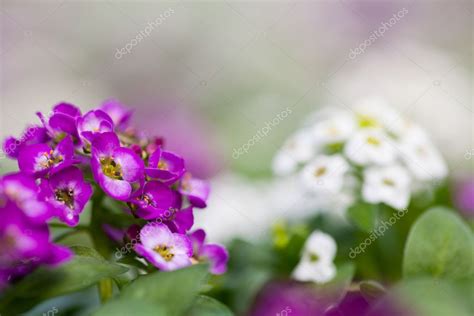 Primer Plano De Bonitas Flores De Alyssum Rosadas Blancas Y P Rpuras