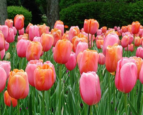 Tulip Flower, Tulip Flowers Backgrounds Wallpapers | Desktop Wallpaper ...