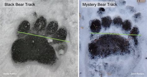 Grizzly vs Black Bear Tracks: A Careful Look - Winterberry Wildlife