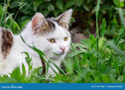 Gato Do Mato Branco Se Aproxima Do Jardim Entre A Grama Alta Foto De