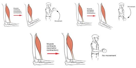 Isotonic Contraction