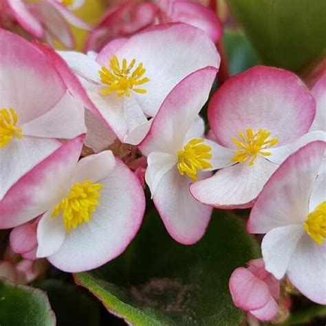 Cuidados Esenciales Para La Begonia Todo Lo Que Necesitas Saber