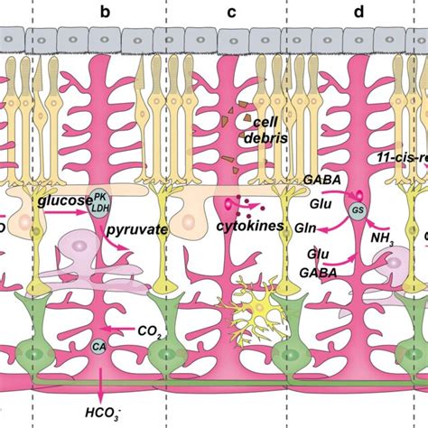 The morphology and functions of Müller glia in the retina a Müller