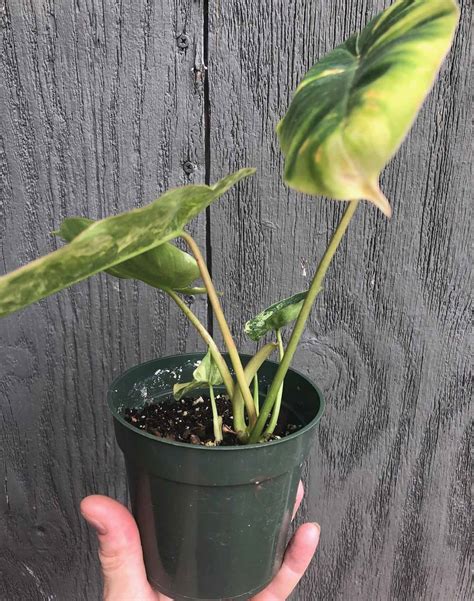 Philodendron Burle Marx Variegated In Inch Pot Plantly