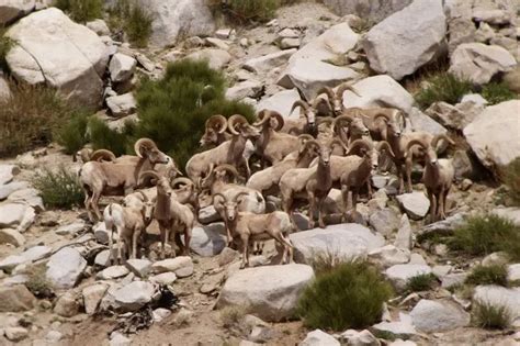 Sierra Nevada bighorn sheep - Facts, Diet, Habitat & Pictures on ...