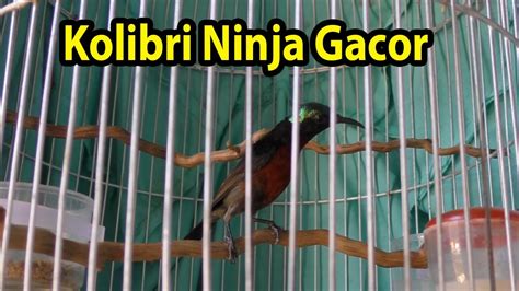 KONIN GACOR FULL TEMBAKAN SUARA TAJAM DAN NYARING Konin Kolibri Ninja