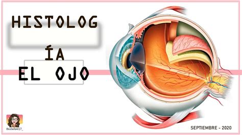 Histolog A Del Ojo Leucoocitos Med Udocz