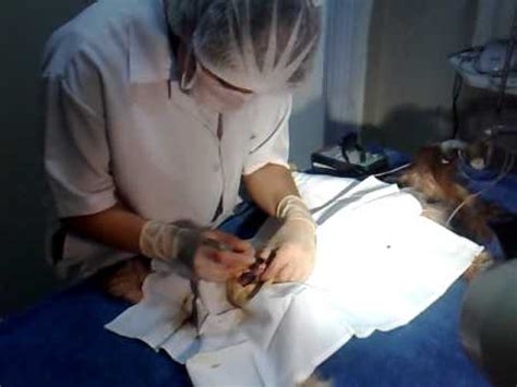 CLINICA VETERINARIA PALMARES CIRURGIA ORQUIECTOMIA LUCK YouTube