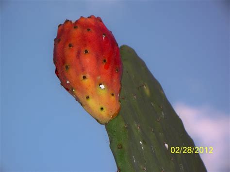 "TUNA" CACTUS FLOWER | Cactus, Cactus flower, Flowers