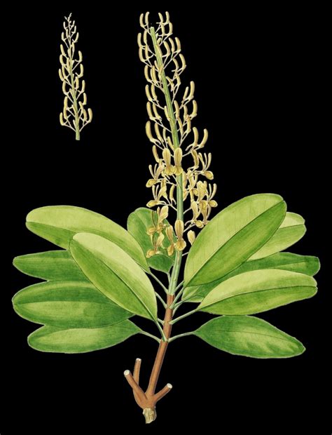 Vochysia Divergens Images Useful Tropical Plants