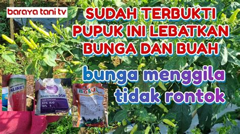 Cabai Berbuah Lebat Pupuk Perangsang Bunga Dan Buah Pada Tanaman