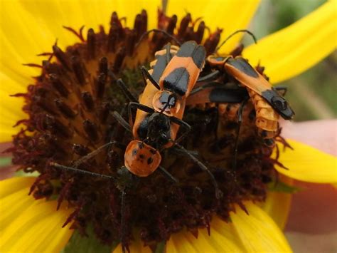 36 Types of Black and Red Beetles (with Pictures)