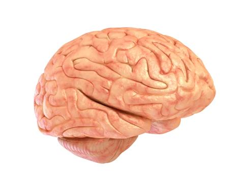 Modelo 3D del cerebro humano aislado en blanco fotografía de stock