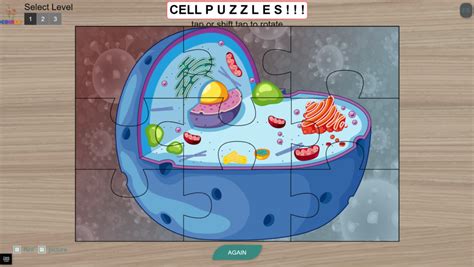 Cell Diagram Puzzles Coirle