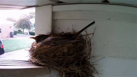 A Crow Steals A Baby Robin From A Nest And Then Returns To Get Another