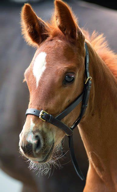 SHIRES EQUESTRIAN PRODUCTS Leather Foal Horse Slip - Chewy.com