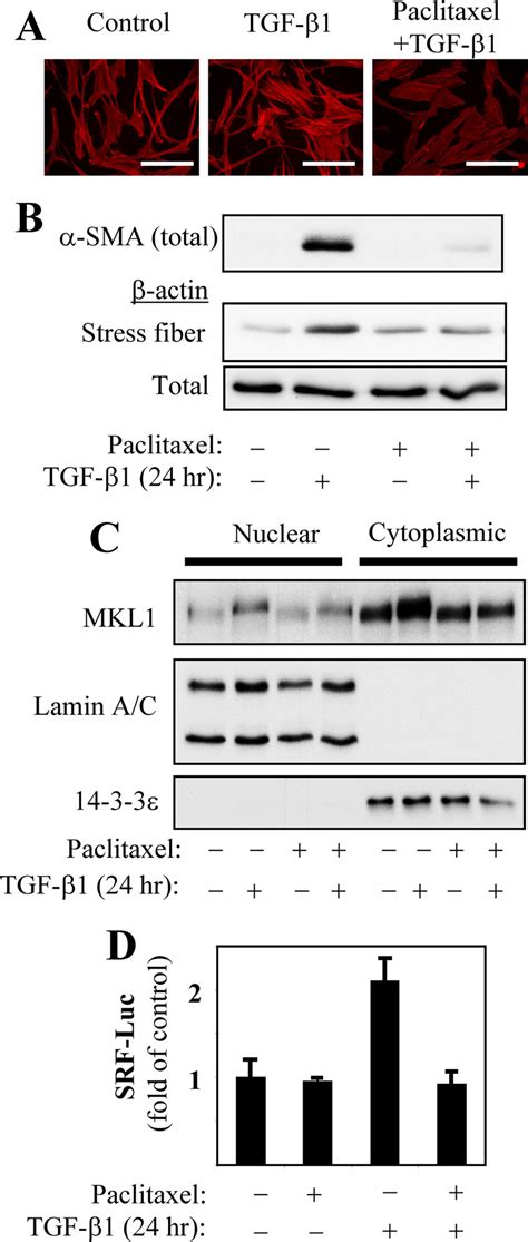 Paclitaxel Regulates Tgf Induced Stress Fiber Formation Mkl Nuclear