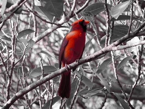 Free photo: Red Cardinal Bird, Bird, Red - Free Image on Pixabay - 1462406