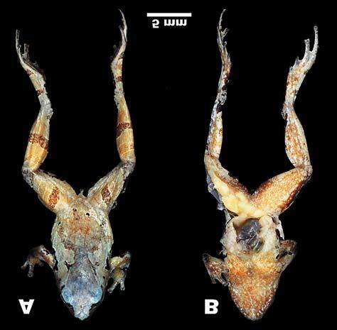 Holotype Of Microhyla Arboricola Sp Nov Zmmu A Adult Male In