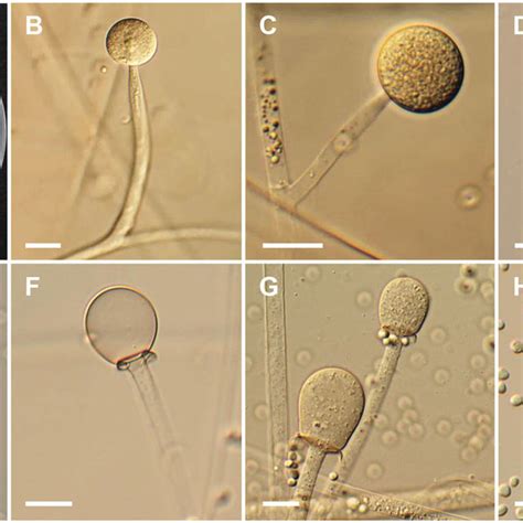 Morphology Of Mucor Moelleri Cnufc Yj13 A Colony On Potato Dextrose