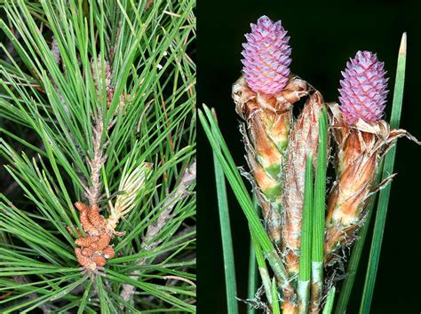Pinus Halepensis Monaco Nature Encyclopedia