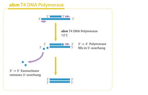 T4 DNA Polymerase ITSBio