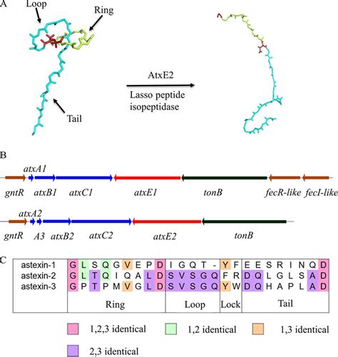 Lasso Peptide Isopeptidase Atxe And Its Substrates A Schematic Of