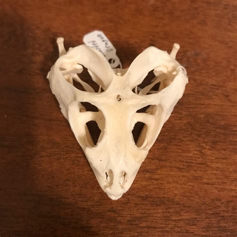 Bearded Dragon Skull Skulls Bones And Oddities Amino