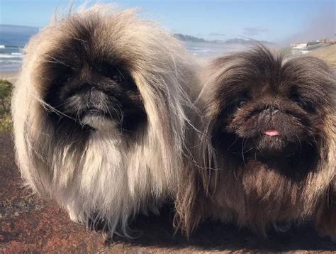 Pekingese Breed Information Guide Facts And Pictures Bark