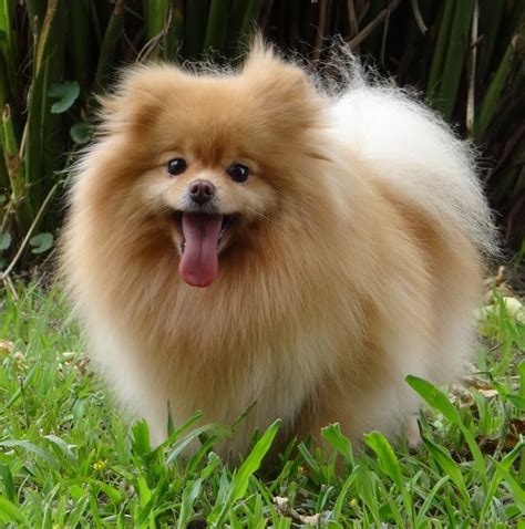 Cachorro Spitz Alemao Anao