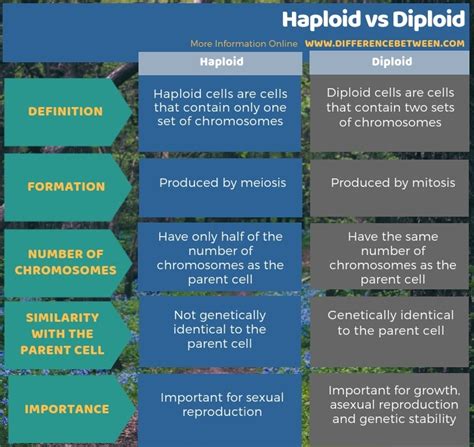 Difference Between Haploid And Diploid Compare The Difference Between