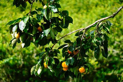 How to Grow American Persimmons | Gardener’s Path