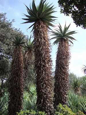 danger garden: The Huntington Gardens, Part 2 The Desert Garden