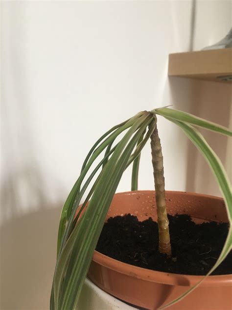 Dracaena Wilting And Losing Leaves Ive Moved It Away From The Radiator