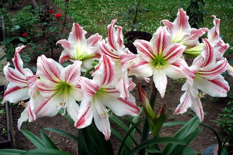 Closeup Amaryllis Black Background Rare Gallery Hd Wallpapers