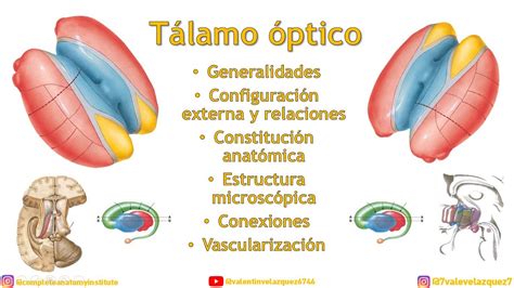 ANATOMÍA DEL TÁLAMO ÓPTICO Estructura caras extremos relaciones