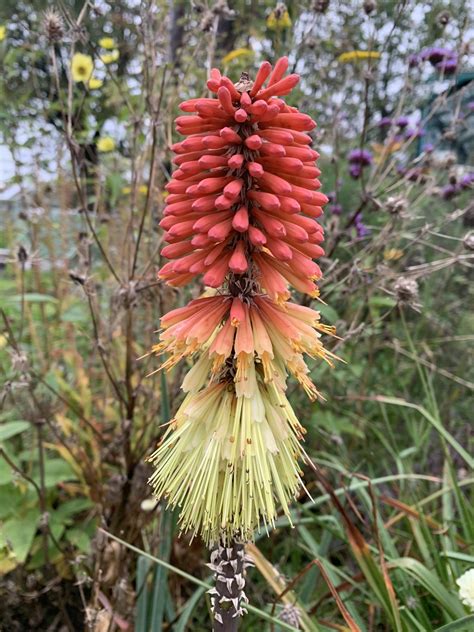 Kniphofia Caulescens John May Andy Gladman